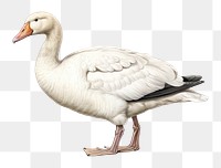 PNG Snow goose animal white bird. 