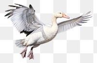 PNG Snow goose animal white bird. AI generated Image by rawpixel.