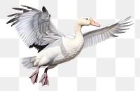 PNG Snow goose animal white bird. 