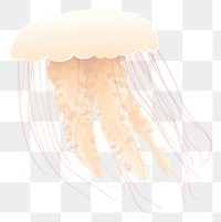 PNG Jellyfish animal invertebrate transparent. AI generated Image by rawpixel.