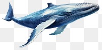 PNG Whale animal mammal fish. 