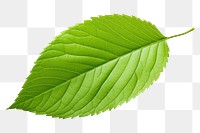 PNG Plant leaf freshness nature. 