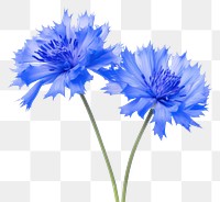 PNG Cornflower plant white background inflorescence. AI generated Image by rawpixel.