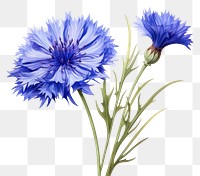 PNG Cornflower plant white background inflorescence. AI generated Image by rawpixel.