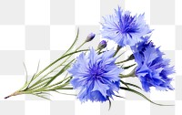 PNG Cornflower blossom plant white background