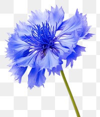 PNG Cornflower blossom petal plant. AI generated Image by rawpixel.