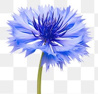 PNG Cornflower plant white background inflorescence. AI generated Image by rawpixel.