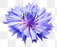 PNG Cornflower plant white background inflorescence. 