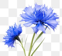 PNG Cornflower blossom petal plant. AI generated Image by rawpixel.