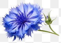 PNG Cornflower plant white background inflorescence. 