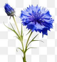 PNG Cornflower blossom plant white background. 