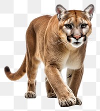 PNG Cougar wildlife animal mammal. AI generated Image by rawpixel.