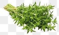 PNG Plant ingredient vegetable coriander. AI generated Image by rawpixel.