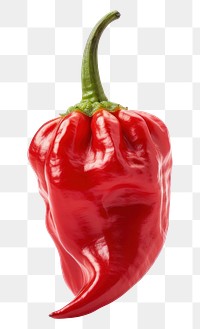 PNG Ghost Pepper vegetable pepper plant. 