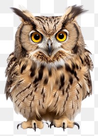 PNG Owl animal bird beak. 