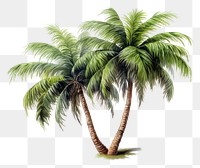 PNG Palm tree plant white background freshness. 