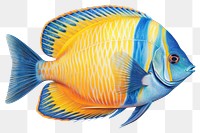 PNG Regal tang fish animal white background pomacanthidae. AI generated Image by rawpixel.