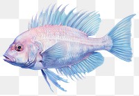 PNG Deep sea fish drawing animal  