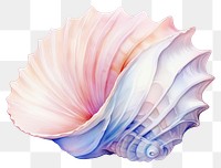 PNG Seashell conch white background invertebrate. 