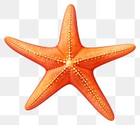 PNG Starfish invertebrate echinoderm marine. 