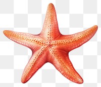 PNG Starfish white background invertebrate echinoderm. 