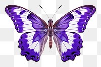 PNG Butterfly purple animal insect. 