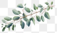 PNG Eucalyptus plant leaf tree. 