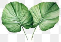 PNG Plant green leaf  