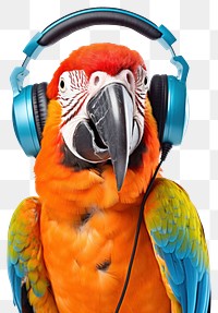 PNG Parrot headphones animal bird. 