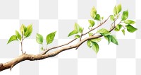 PNG Tree branch plant leaf freshness. AI generated Image by rawpixel.