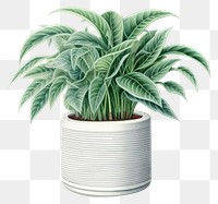 PNG Plant vase leaf houseplant. 