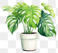 PNG Plant leaf houseplant freshness. 