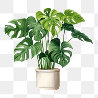 PNG Plant leaf houseplant freshness. 