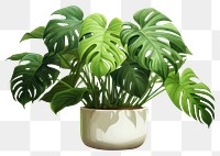 PNG Plant leaf houseplant freshness. 