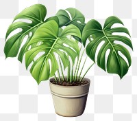 PNG Plant leaf houseplant freshness. 