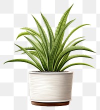 PNG Plant aloe houseplant floristry. AI generated Image by rawpixel.