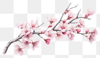PNG Sakura tree branch blossom drawing flower. 