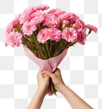 PNG Pink flower bouquet holding plant adult. 