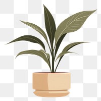 PNG Plant leaf houseplant flowerpot. 