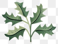 PNG Holly plant leaf tree. 