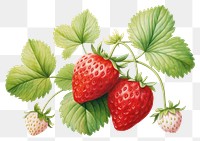 PNG Strawberries plant strawberry fruit. 