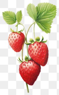 PNG Strawberries bush plant strawberry fruit food. AI generated Image by rawpixel.