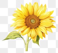 PNG Sunflower plant white background inflorescence. AI generated Image by rawpixel.
