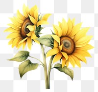 PNG Sunflowers plant inflorescence asterales. AI generated Image by rawpixel.