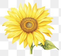 PNG Sunflower drawing plant  