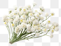 PNG Pearly Everlasting blossom flower petal. AI generated Image by rawpixel.