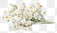 PNG Pearly Everlasting blossom flower plant. 