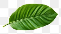 PNG Tropical leaves nature plant green. 