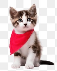 PNG Bandana mammal kitten animal. 