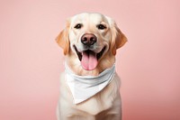 Dog's bandana, png transparent mockup